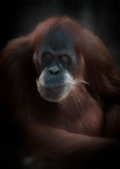 Portrait einer Orang Utan Dame