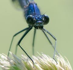 Portrait einer Prachtlibelle