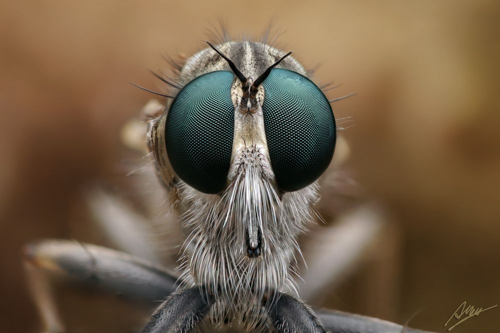 Portrait einer Raubfliege