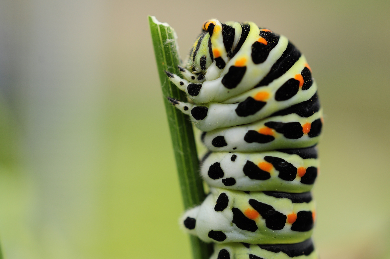 Portrait einer Raupe des Schwalbenschwanzes (Papilio machaon)