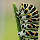 Portrait einer Raupe des Schwalbenschwanzes (Papilio machaon)