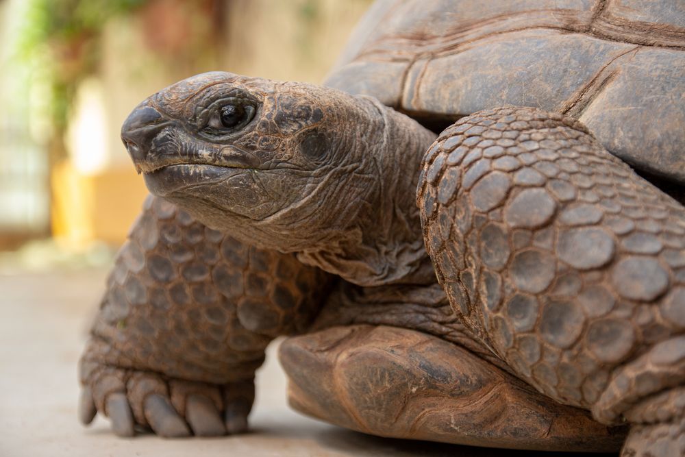 Portrait einer Riesenschildkröte 