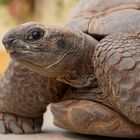 Portrait einer Riesenschildkröte 