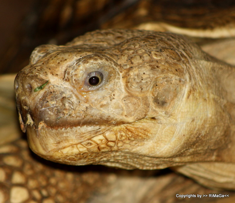 Portrait einer Riesenschildkröte