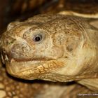 Portrait einer Riesenschildkröte