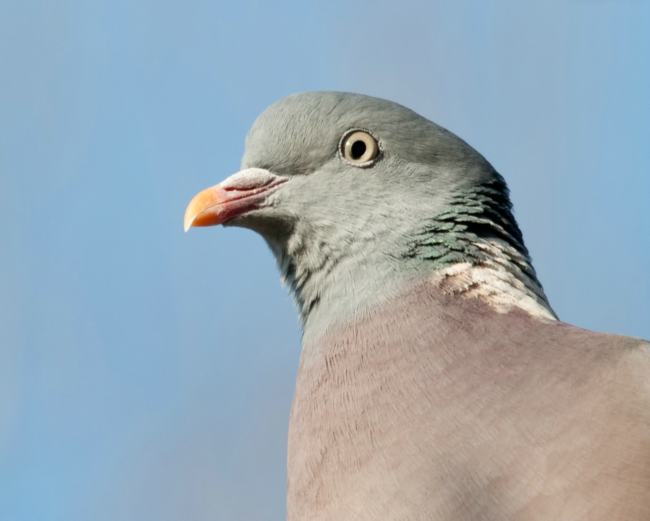 Portrait einer Ringeltaube