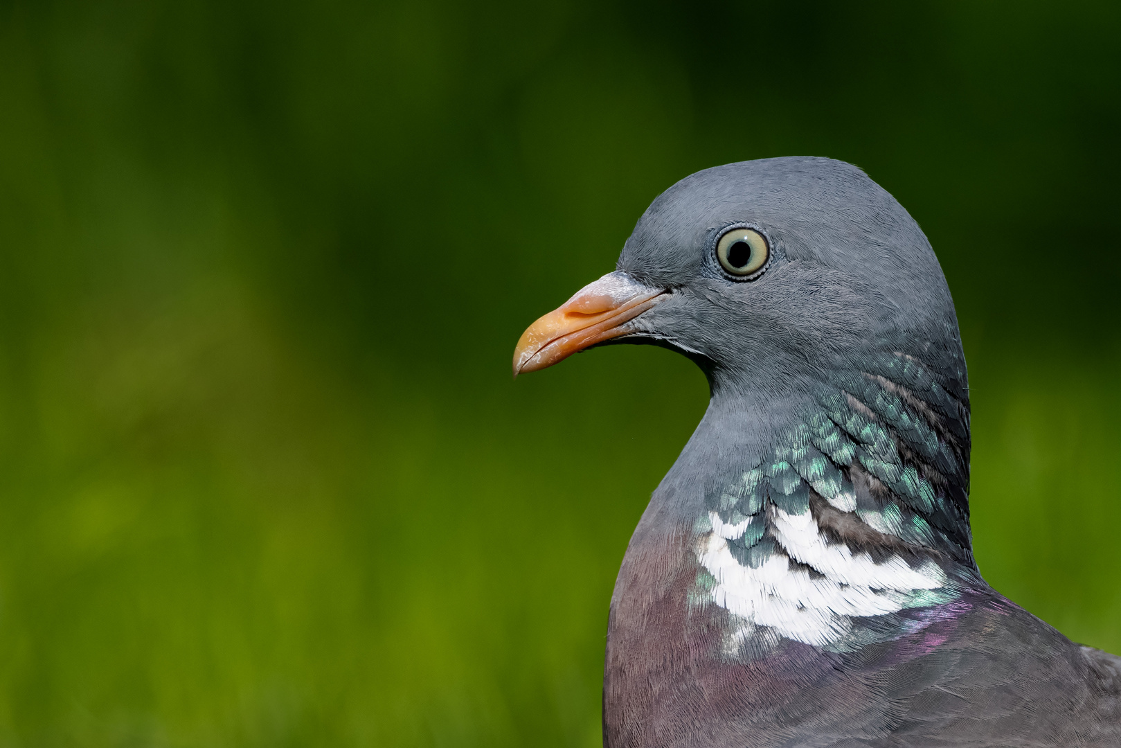 Portrait einer Ringeltaube