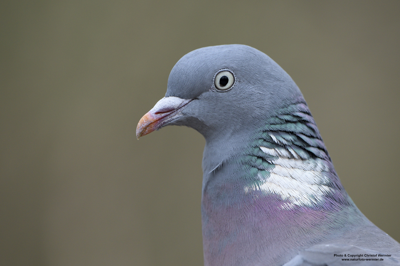 Portrait einer Ringeltaube