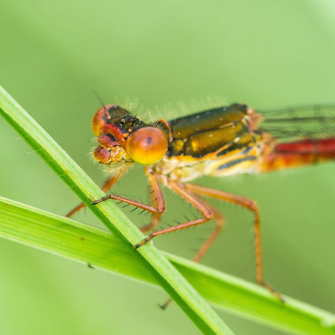 Portrait einer Scharlachlibelle