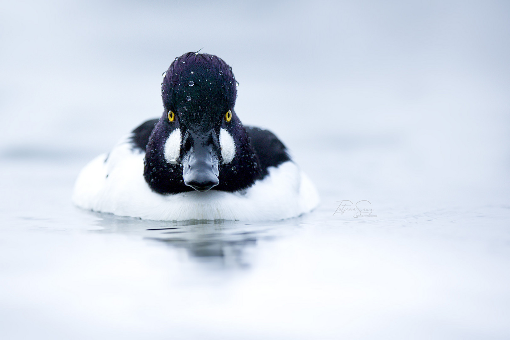 Portrait einer Schellente