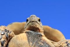 Portrait einer Schildkröte