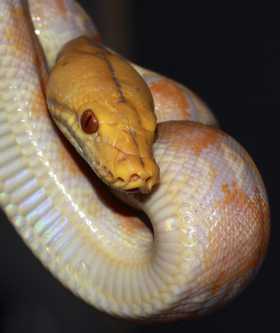 Portrait einer Schlange