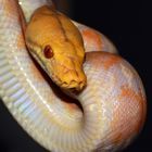 Portrait einer Schlange