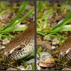 Portrait einer Schleiche