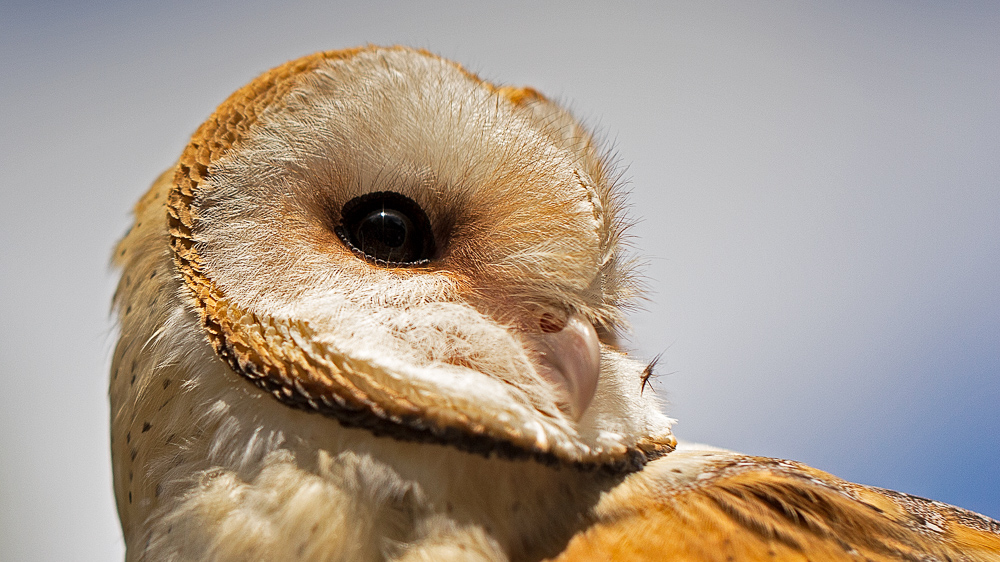 Portrait einer Schleiereule