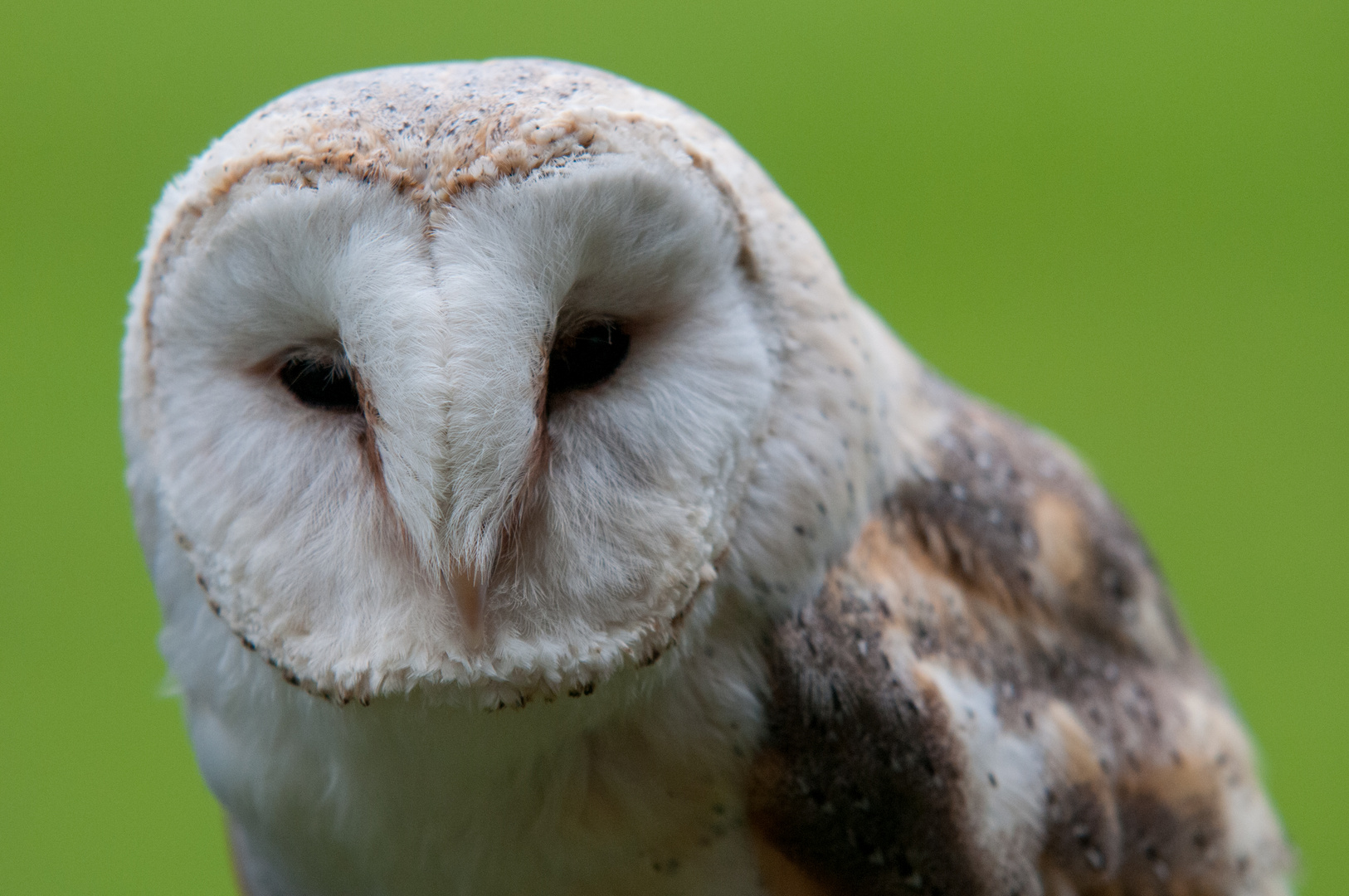 Portrait einer Schleiereule