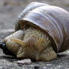 Portrait einer Schnecke