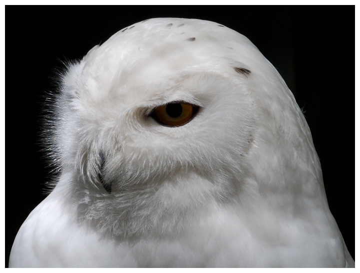 Portrait einer Schnee-Eule