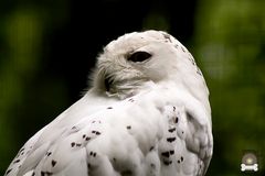 Portrait einer Schnee - Eule