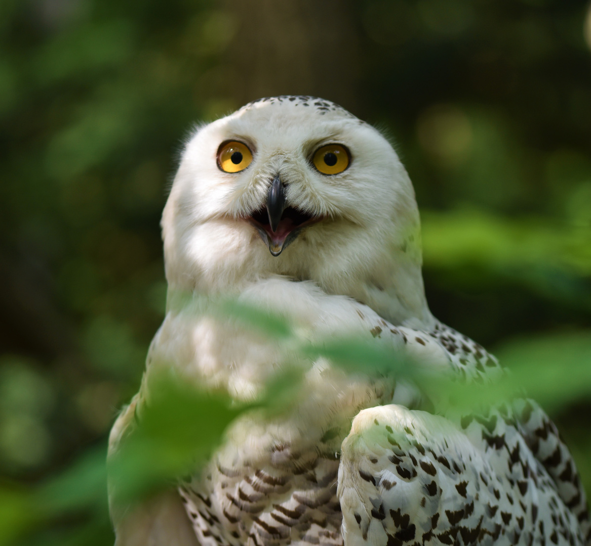 Portrait einer Schneeeule