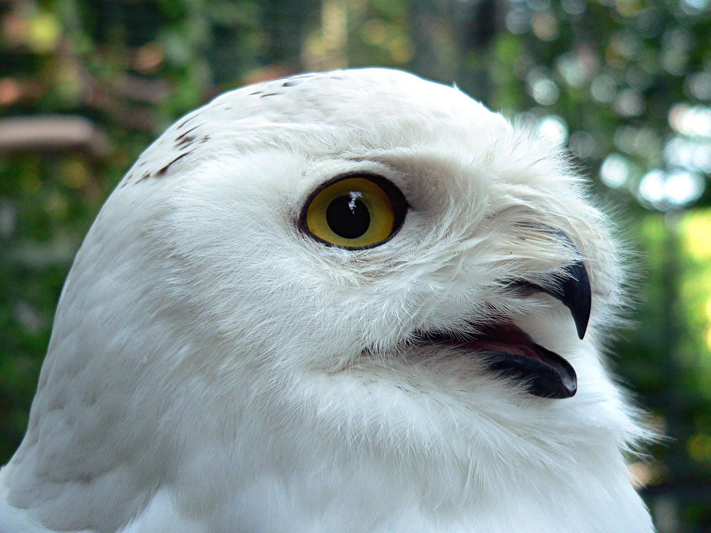 Portrait einer Schneeeule