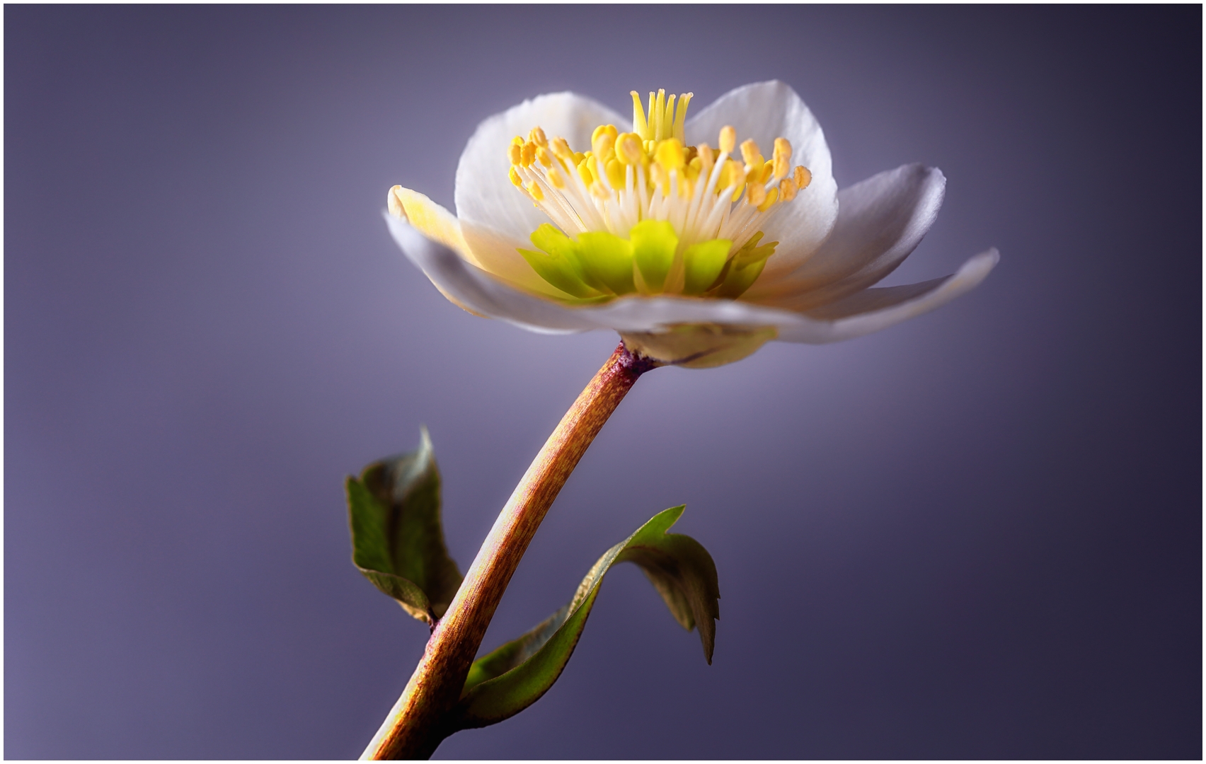 Portrait einer Schneerosenblüte