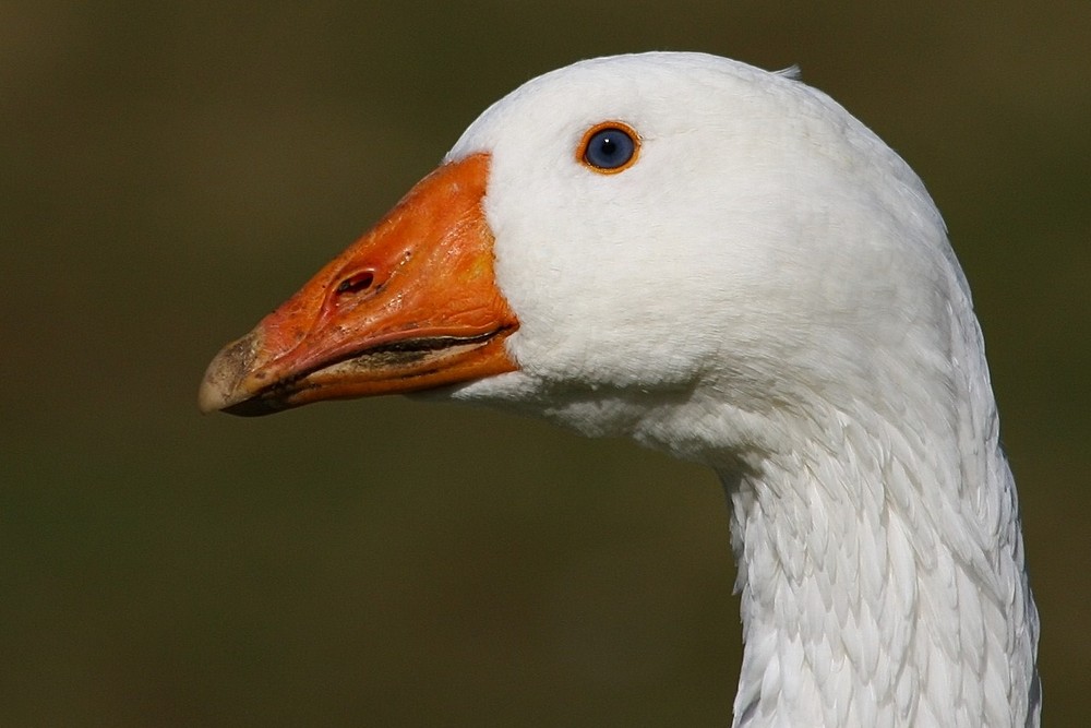 Portrait einer Schönheit