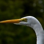 Portrait einer Schönheit