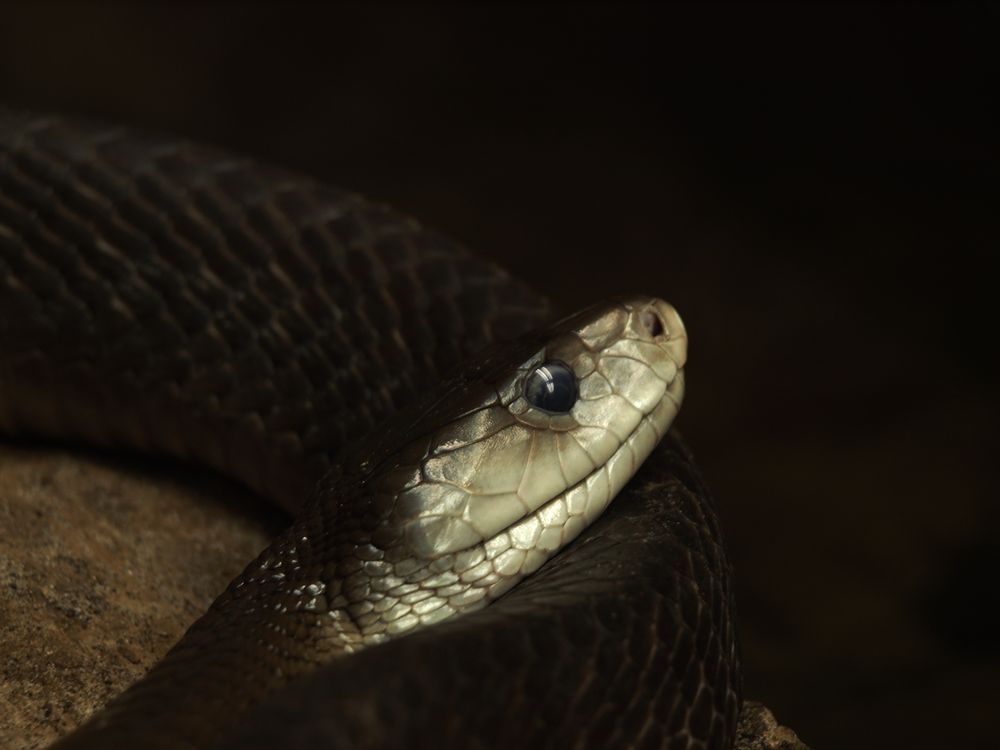 Portrait einer schwarzen Mamba