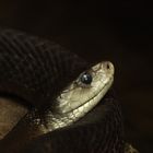 Portrait einer schwarzen Mamba