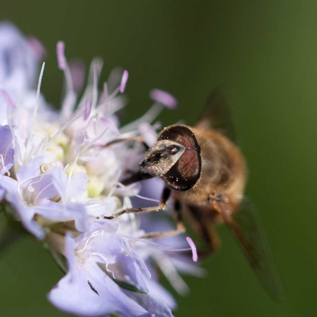 Portrait einer Schwebfliege