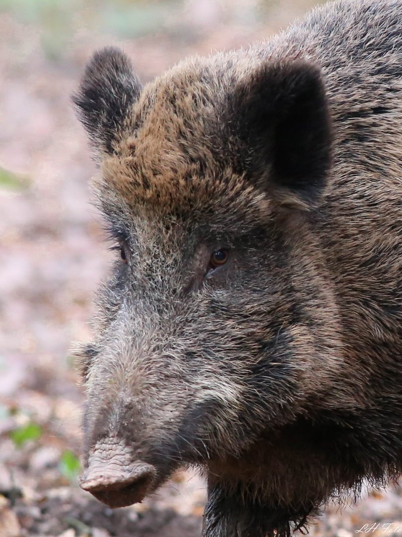 Portrait einer Schweinerei