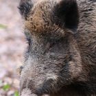 Portrait einer Schweinerei