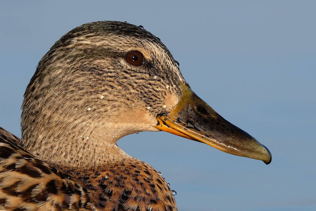 Portrait einer schwimmenden Stockente