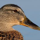 Portrait einer schwimmenden Stockente