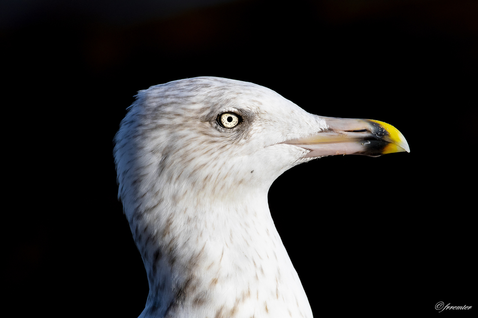 Portrait einer Silbermöwe 