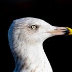 Portrait einer Silbermöwe 