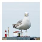 Portrait einer Silbermöwe