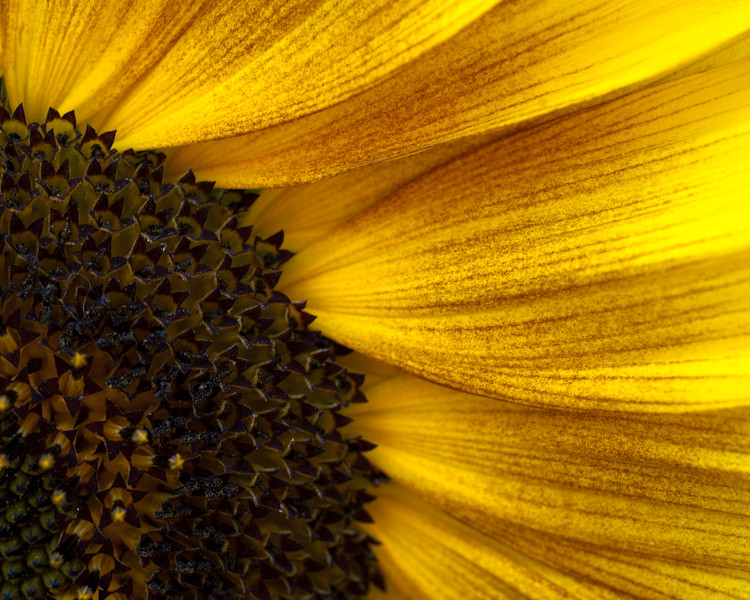 Portrait einer Sonnenblume