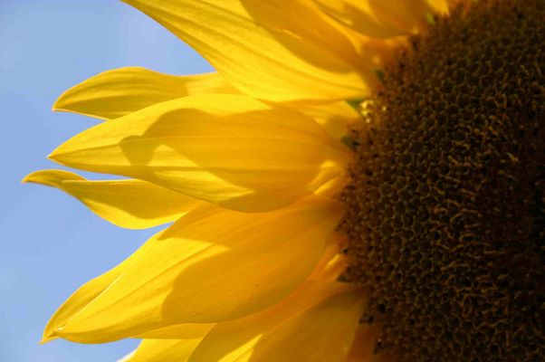 Portrait einer Sonnenblume