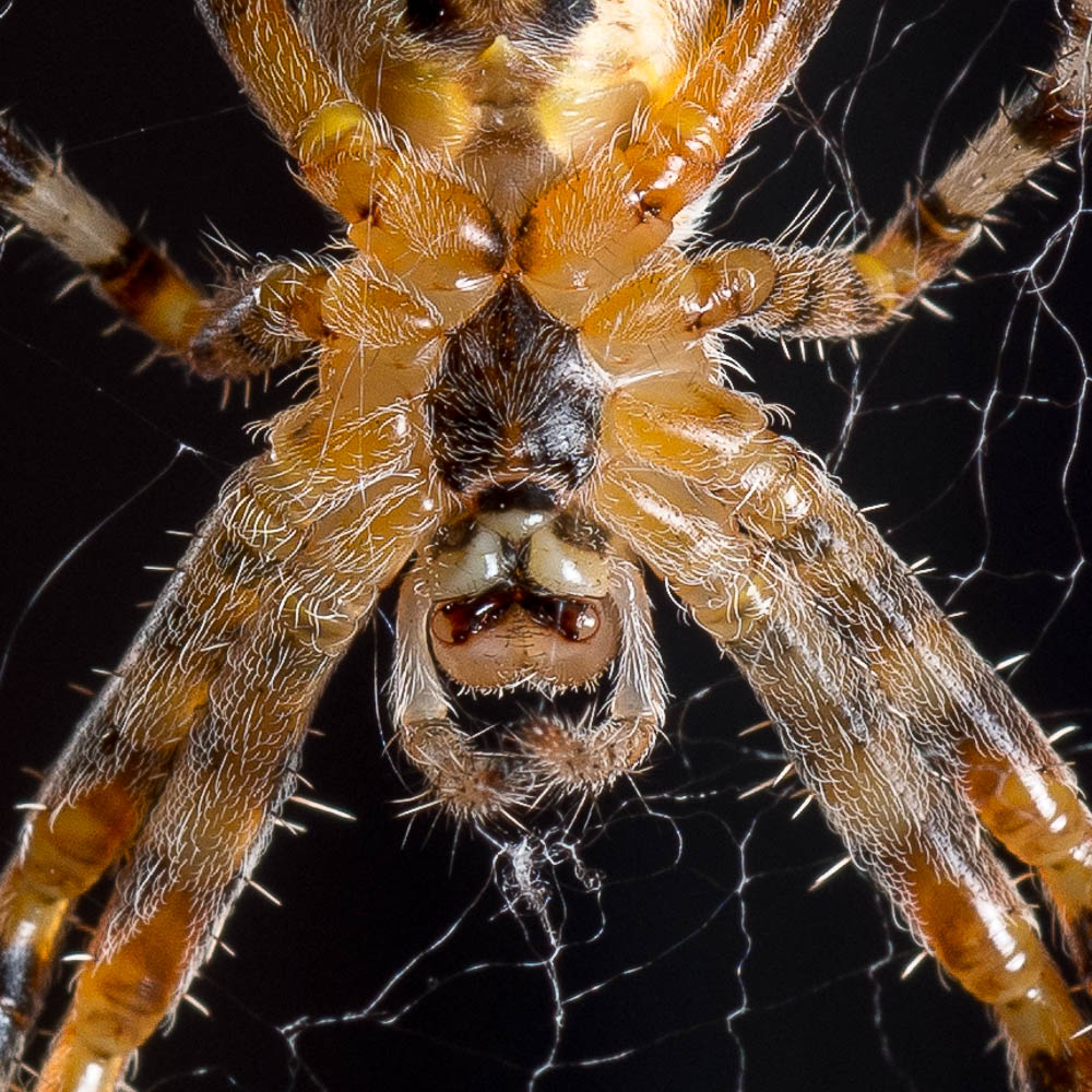 Portrait einer Spinne