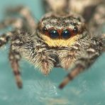 Portrait einer Springspinne -> schau mir in die Augen