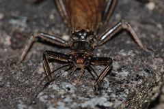 Portrait einer Steinfliege (Ordnung Plecoptera)