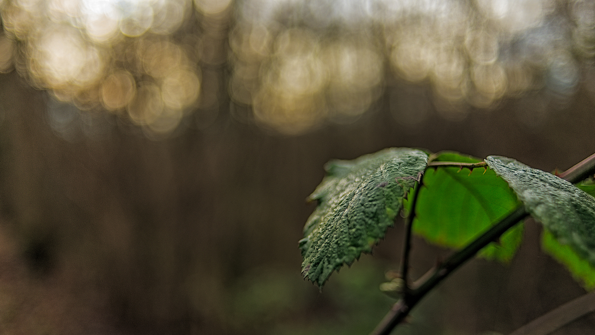 Portrait einer Stille