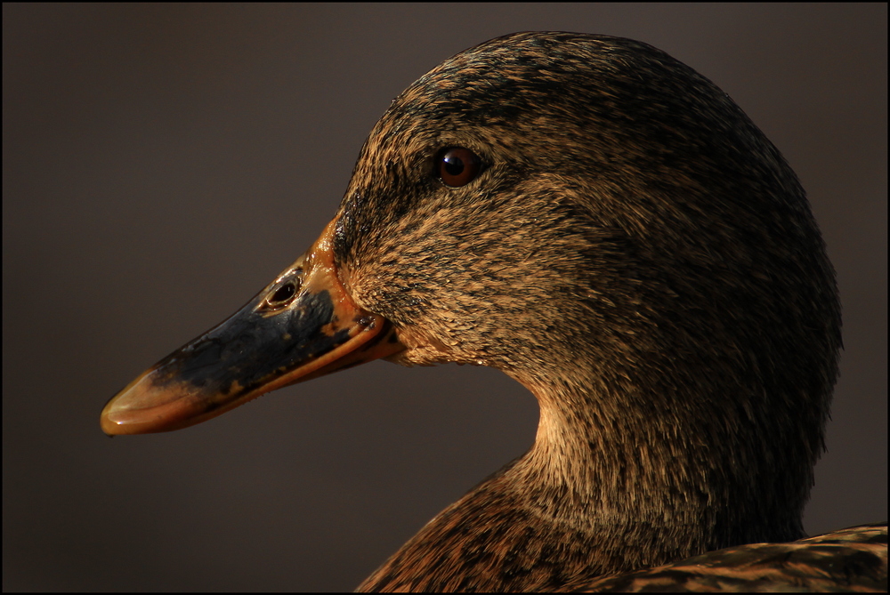 Portrait einer Stockente