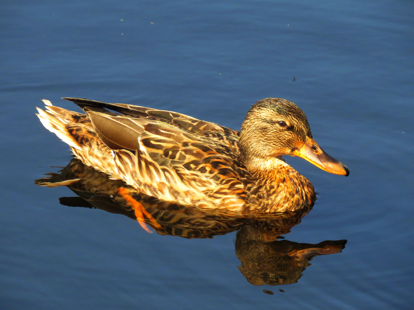 Portrait einer Stockente