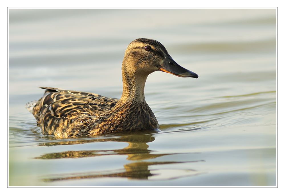 Portrait einer Stockente