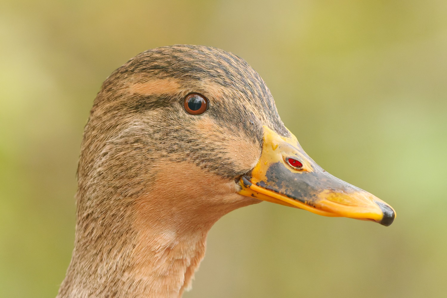 Portrait einer Stockente