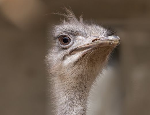 Portrait einer Straussendame