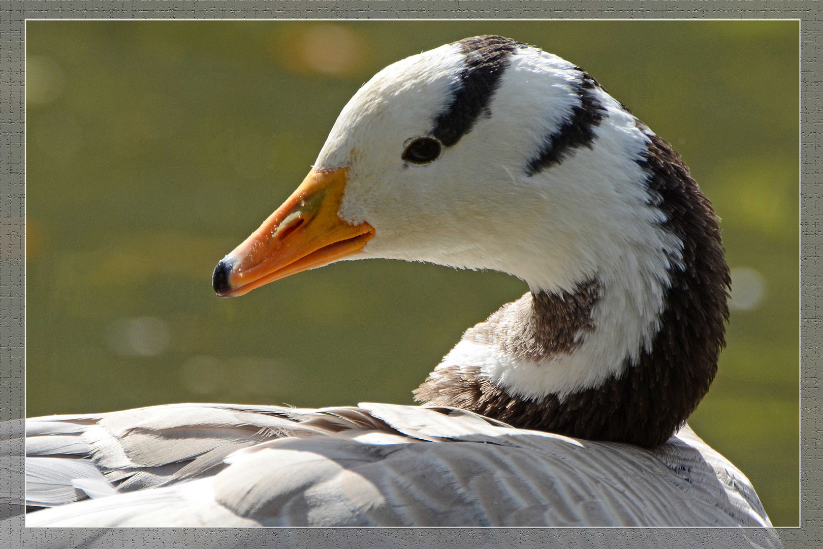 Portrait einer Streifengans